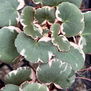 Variegated Strawberry Begonia Live Plant - Saxifraga Stolonifera Tricolor - 4 inch Pot Indoor/Outdoor - Image 2