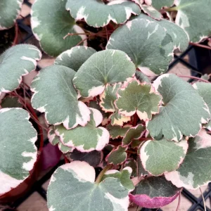 Variegated Strawberry Begonia Live Plant - Saxifraga Stolonifera Tricolor - 4 inch Pot Indoor/Outdoor - Image 3