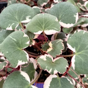 Variegated Strawberry Begonia Live Plant - Saxifraga Stolonifera Tricolor - 4 inch Pot Indoor/Outdoor - Image 4