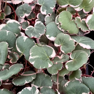 Variegated Strawberry Begonia Live Plant - Saxifraga Stolonifera Tricolor - 4 inch Pot Indoor/Outdoor - Image 5