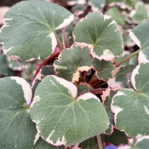 Variegated Strawberry Begonia Live Plant - Saxifraga Stolonifera Tricolor - 4 inch Pot Indoor/Outdoor - Image 1