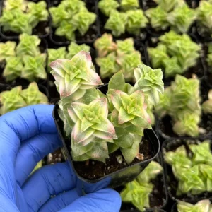 Variegated String of Buttons Live Succulent Plant - Crassula perforata - 2 inch Pot - Image 2