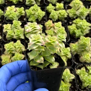 Variegated String of Buttons Live Succulent Plant - Crassula perforata - 2 inch Pot - Image 3