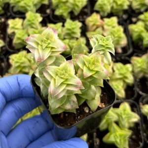 Variegated String of Buttons Live Succulent Plant - Crassula perforata - 2 inch Pot - Image 1