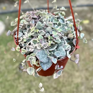 Variegated String of Hearts Live Plant – Ceropegia Woodii – Trailing Succulent - Image 1