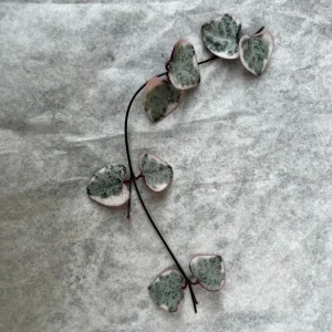 Variegated String of Hearts Live Plant Cutting – 4 Nodes - Image 1