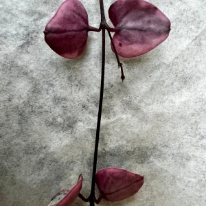 Variegated String of Hearts Live Plant Cutting – 4 Nodes - Image 2