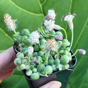 Variegated String of Pearls Live Plant - Trailing Succulent, Senecio rowleyanus 'Variegata', 2-6 inch Pot - Image 2