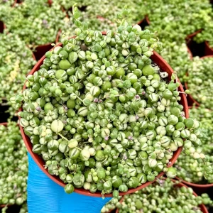 Variegated String of Pearls Live Plant – Trailing Succulent – Senecio Rowleyanus – 2, 4, 6 inch pot - Image 2
