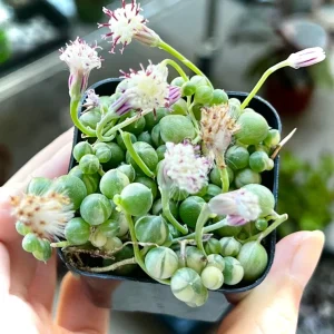 Variegated String of Pearls Live Plant - Trailing Succulent, Senecio rowleyanus 'Variegata', 2-6 inch Pot - Image 3