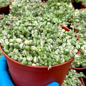 Variegated String of Pearls Live Plant – Trailing Succulent – Senecio Rowleyanus – 2, 4, 6 inch pot - Image 3