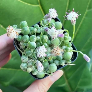 Variegated String of Pearls Live Plant - Trailing Succulent, Senecio rowleyanus 'Variegata', 2-6 inch Pot - Image 4