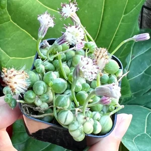 Variegated String of Pearls Live Plant - Trailing Succulent, Senecio rowleyanus 'Variegata', 2-6 inch Pot - Image 5