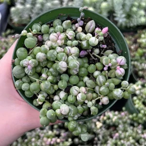 Variegated String of Pearls Live Plant - Trailing Succulent, Senecio rowleyanus 'Variegata', 2-6 inch Pot - Image 6