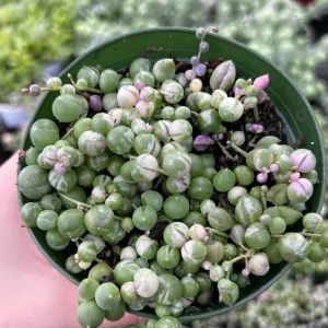 Variegated String of Pearls Live Plant - Trailing Succulent, Senecio rowleyanus 'Variegata', 2-6 inch Pot - Image 7
