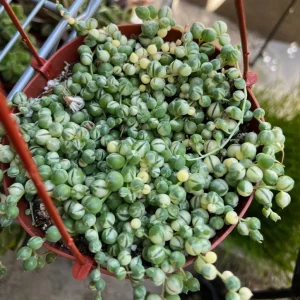 Variegated String of Pearls Live Plant - Trailing Succulent, Senecio rowleyanus 'Variegata', 2-6 inch Pot - Image 8