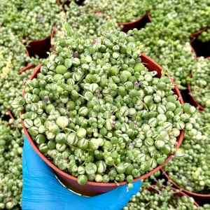 Variegated String of Pearls Live Plant – Trailing Succulent – Senecio Rowleyanus – 2, 4, 6 inch pot - Image 1