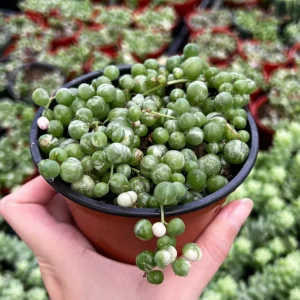 Variegated String of Pearls Live Plant - Trailing Succulent, Senecio rowleyanus 'Variegata', 2-6 inch Pot - Image 1