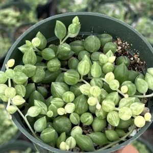 Variegated String of Tears Live Plant 4 inch Pot - Trailing Succulent - Image 4