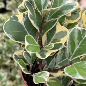 Variegated Triangle Fig Live Plant - Ficus Triangularis Houseplant - 4 Inch Pot - Image 2
