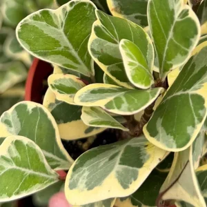 Variegated Triangle Fig Live Plant - Ficus Triangularis Houseplant - 4 Inch Pot - Image 3