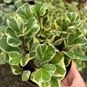 Variegated Triangle Fig Live Plant - Ficus Triangularis Houseplant - 4 Inch Pot - Image 4