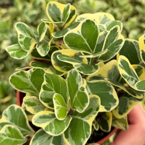 Variegated Triangle Fig Live Plant - Ficus Triangularis Houseplant - 4 Inch Pot - Image 5