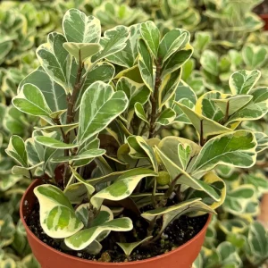 Variegated Triangle Fig Live Plant - Ficus Triangularis Houseplant - 4 Inch Pot - Image 1