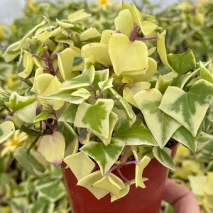 Variegated Wax Ivy Live Plant - Scindapsus Pictus 'Argyraeus' - 4" or 6" Pot - Image 2