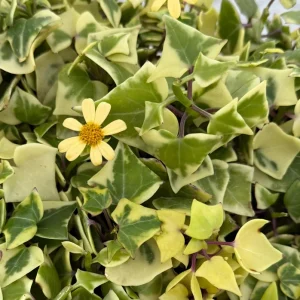Variegated Wax Ivy Live Plant - Scindapsus Pictus 'Argyraeus' - 4" or 6" Pot - Image 1