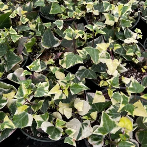 Variegated Wax Ivy Live Plant - Scindapsus Pictus 'Argyraeus' - 4