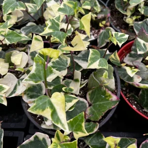 Variegated Wax Ivy Live Plant - Scindapsus Pictus 'Argyraeus' - 4