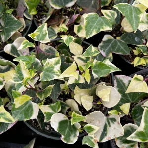 Variegated Wax Ivy Live Plant - Scindapsus Pictus 'Argyraeus' - 4