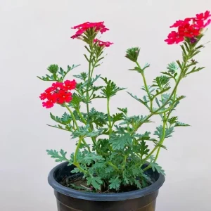 Verbena Homestead Red Live Plants – Groundcover – 2-Pack – 5-9" Tall – Red Flowers - Image 2