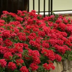 Verbena Homestead Red Live Plants – Groundcover – 2-Pack – 5-9