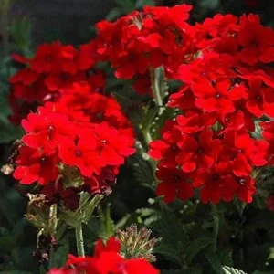 Verbena Homestead Red Live Plants – Groundcover – 2-Pack – 5-9