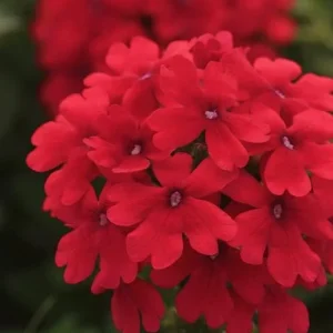 Verbena Homestead Red Live Plants – Groundcover – 2-Pack – 5-9