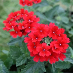Verbena Homestead Red Live Plants – Groundcover – 2-Pack – 5-9" Tall – Red Flowers - Image 1