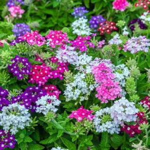 Verbena Live Plant - 2-5" Tall - Flowering Pollinator for Gardens & Containers - Image 2