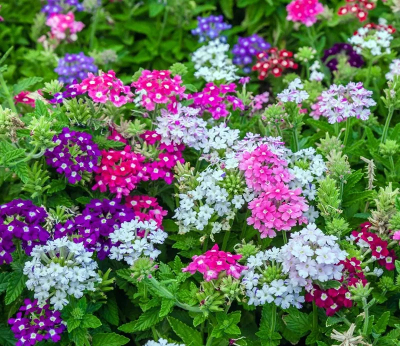Verbena Live Plant - 2-5" Tall - Flowering Pollinator for Gardens & Containers - Image 2