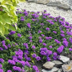 Verbena Live Plant - 2-5