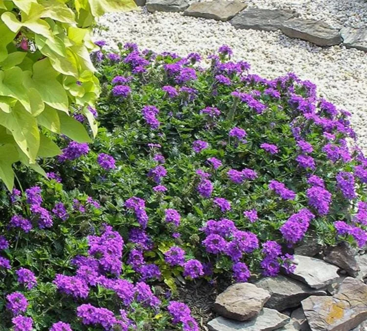 Verbena Live Plant - 2-5" Tall - Flowering Pollinator for Gardens & Containers - Image 3