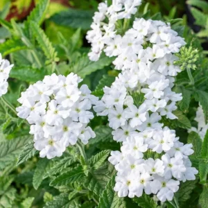 Verbena Live Plant - 2-5