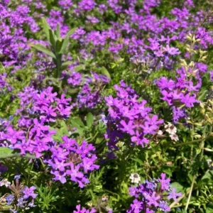 Verbena Live Plant - 2-5
