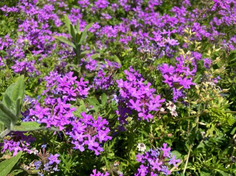 Verbena Live Plant - 2-5" Tall - Flowering Pollinator for Gardens & Containers - Image 5