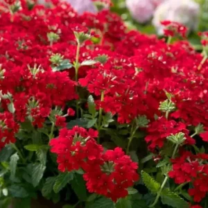 Verbena Live Plant - 2-5