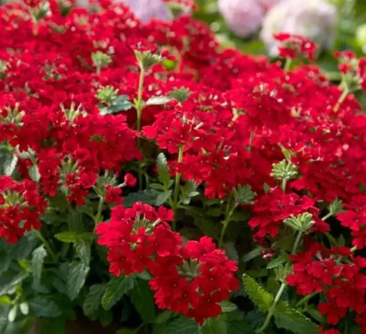 Verbena Live Plant - 2-5" Tall - Flowering Pollinator for Gardens & Containers - Image 6