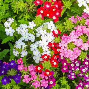 Verbena Live Plant - 2-5" Tall - Flowering Pollinator for Gardens & Containers - Image 1