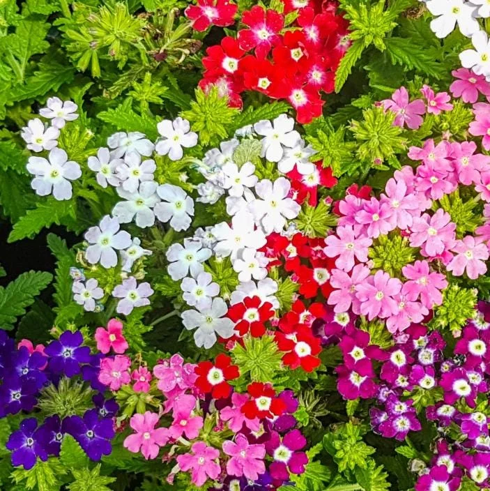 Verbena Live Plant - 2-5" Tall - Flowering Pollinator for Gardens & Containers - Image 1