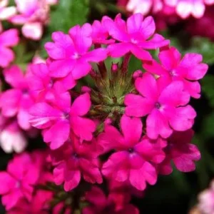 Verbena St. Paul Pink Live Plant - 2 Pack, 5-9" Tall, Pink Flowers, Outdoor - Image 2